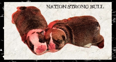 Nation Strong Bull - Bulldog Anglais - Portée née le 01/03/2024