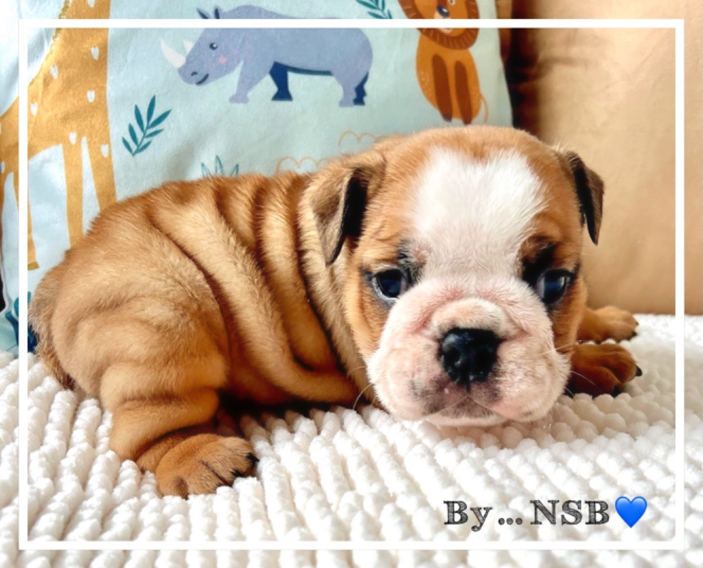 Nation Strong Bull - Chiot disponible  - Bulldog Anglais