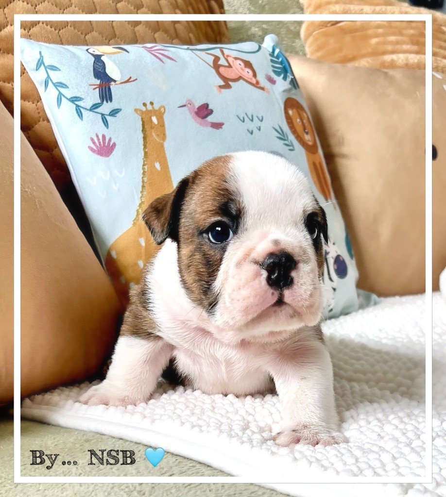 Nation Strong Bull - Chiot disponible  - Bulldog Anglais