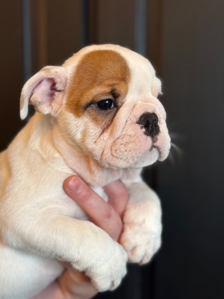 Nation Strong Bull - Chiot disponible  - Bulldog Anglais