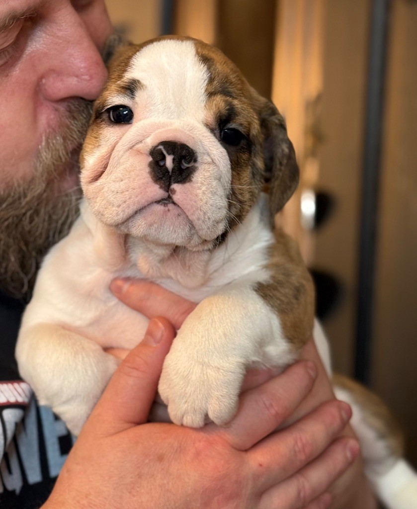 Nation Strong Bull - Chiot disponible  - Bulldog Anglais