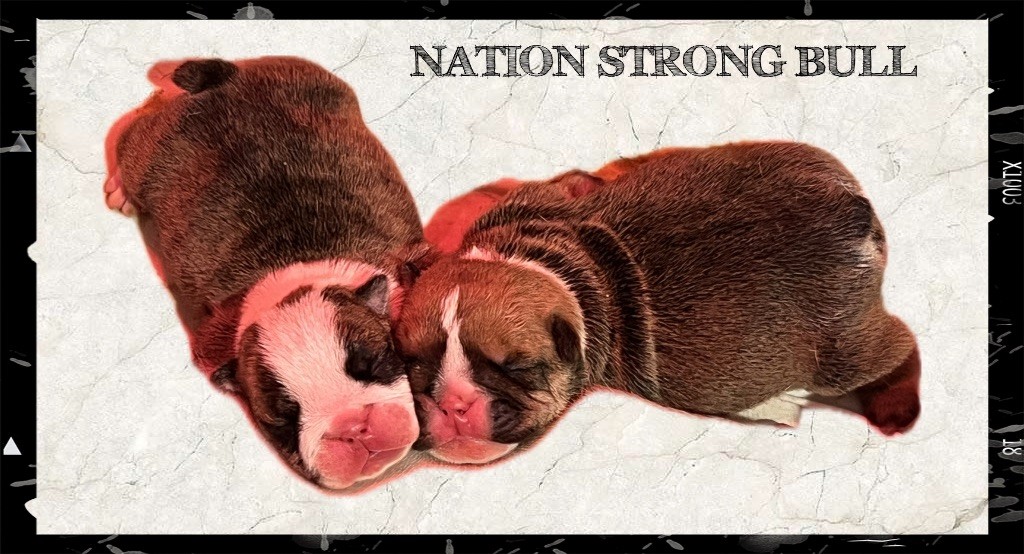 Nation Strong Bull - Chiot disponible  - Bulldog Anglais