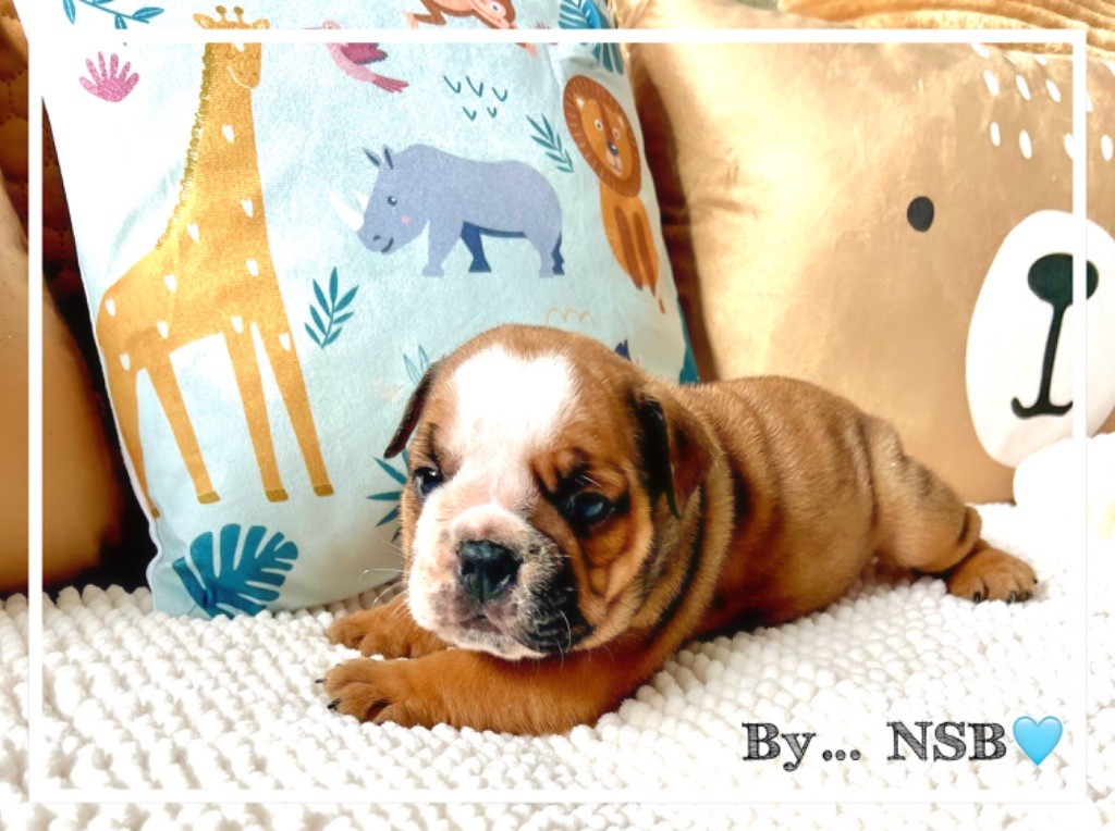 Nation Strong Bull - Chiot disponible  - Bulldog Anglais