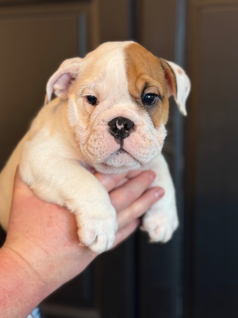 Nation Strong Bull - Chiot disponible  - Bulldog Anglais