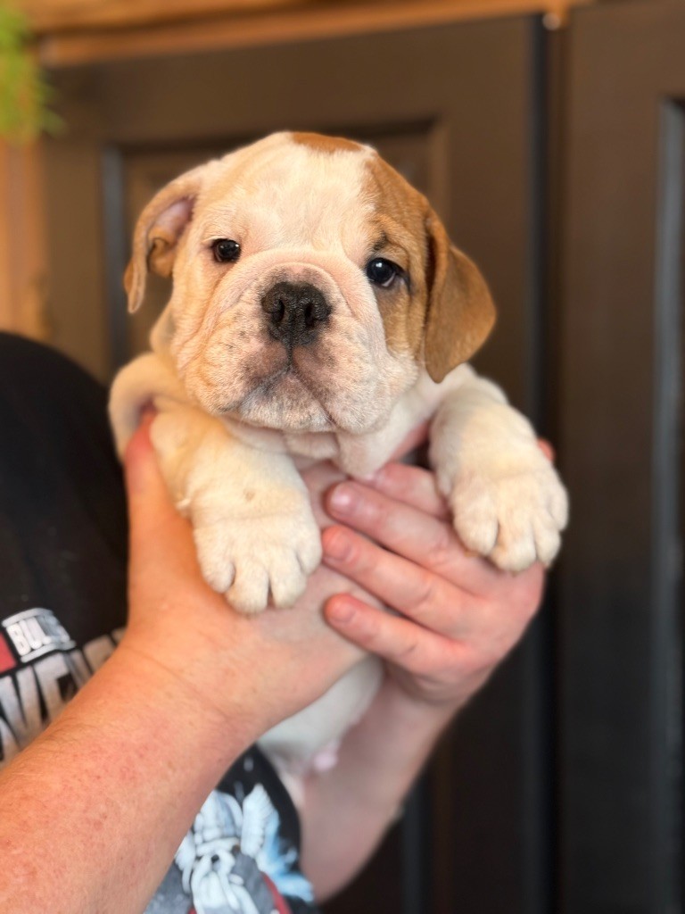 Nation Strong Bull - Chiot disponible  - Bulldog Anglais