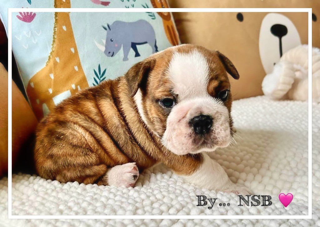 Nation Strong Bull - Chiot disponible  - Bulldog Anglais