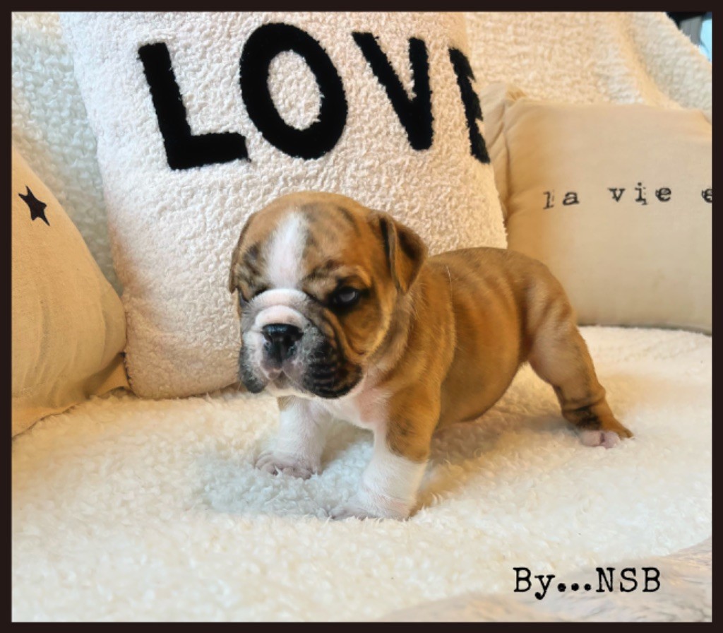 Nation Strong Bull - Chiot disponible  - Bulldog Anglais