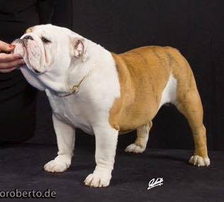 CH. Jasco lord dit balthazar Des Bull's De Winston