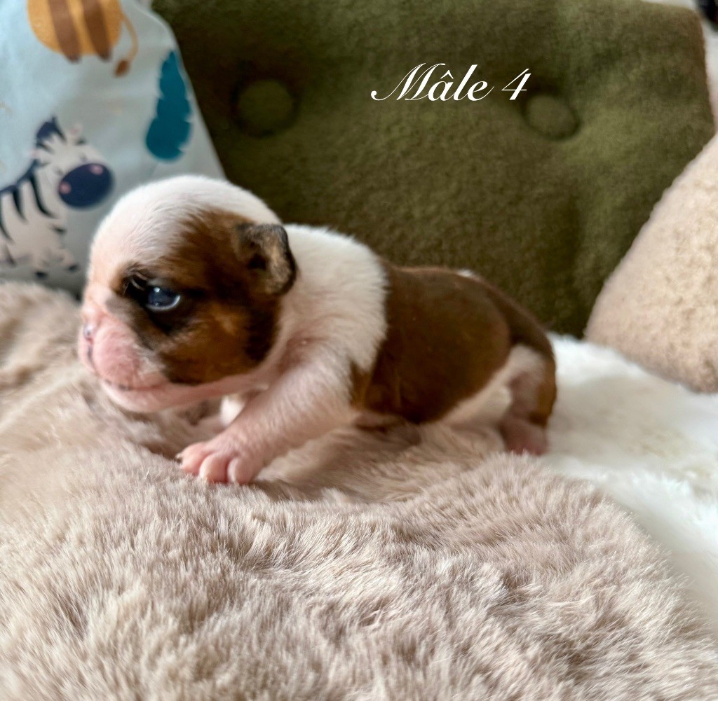 Nation Strong Bull - Chiots disponibles - Bulldog Anglais