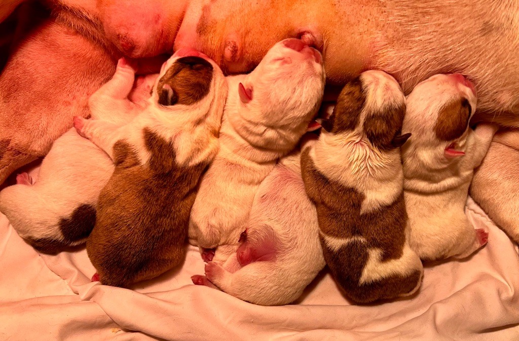 Chiot Bulldog Anglais Nation Strong Bull