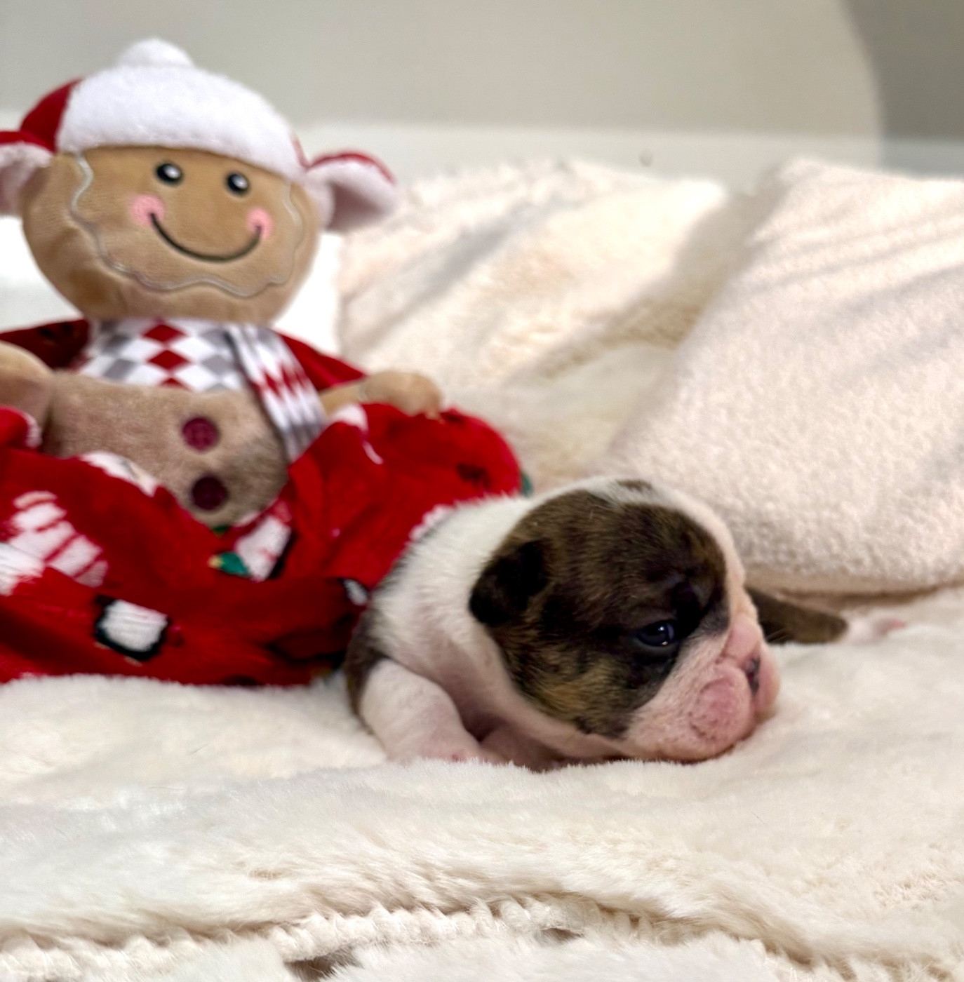 Nation Strong Bull - Chiots disponibles - Bulldog Anglais