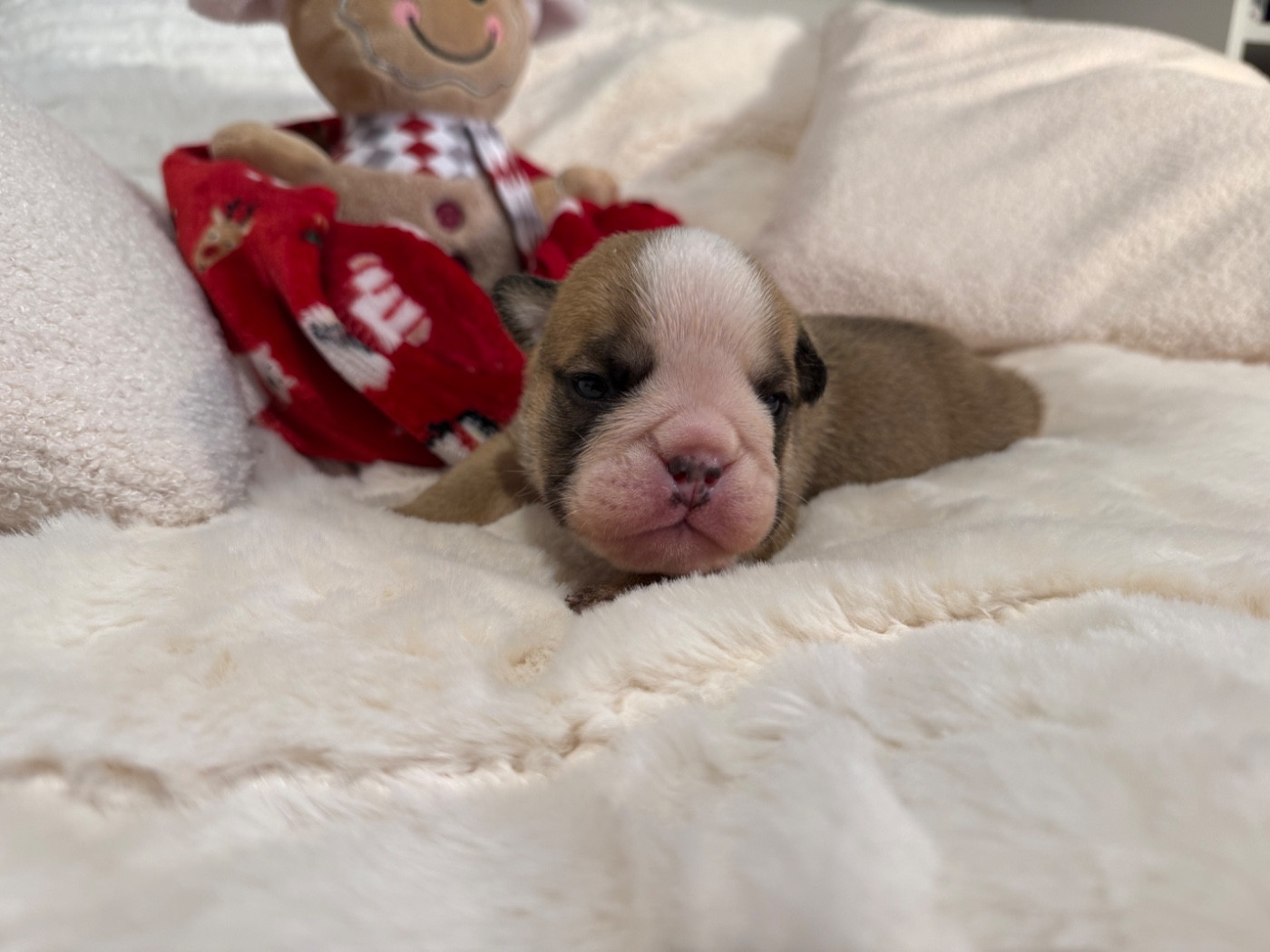 Nation Strong Bull - Chiots disponibles - Bulldog Anglais