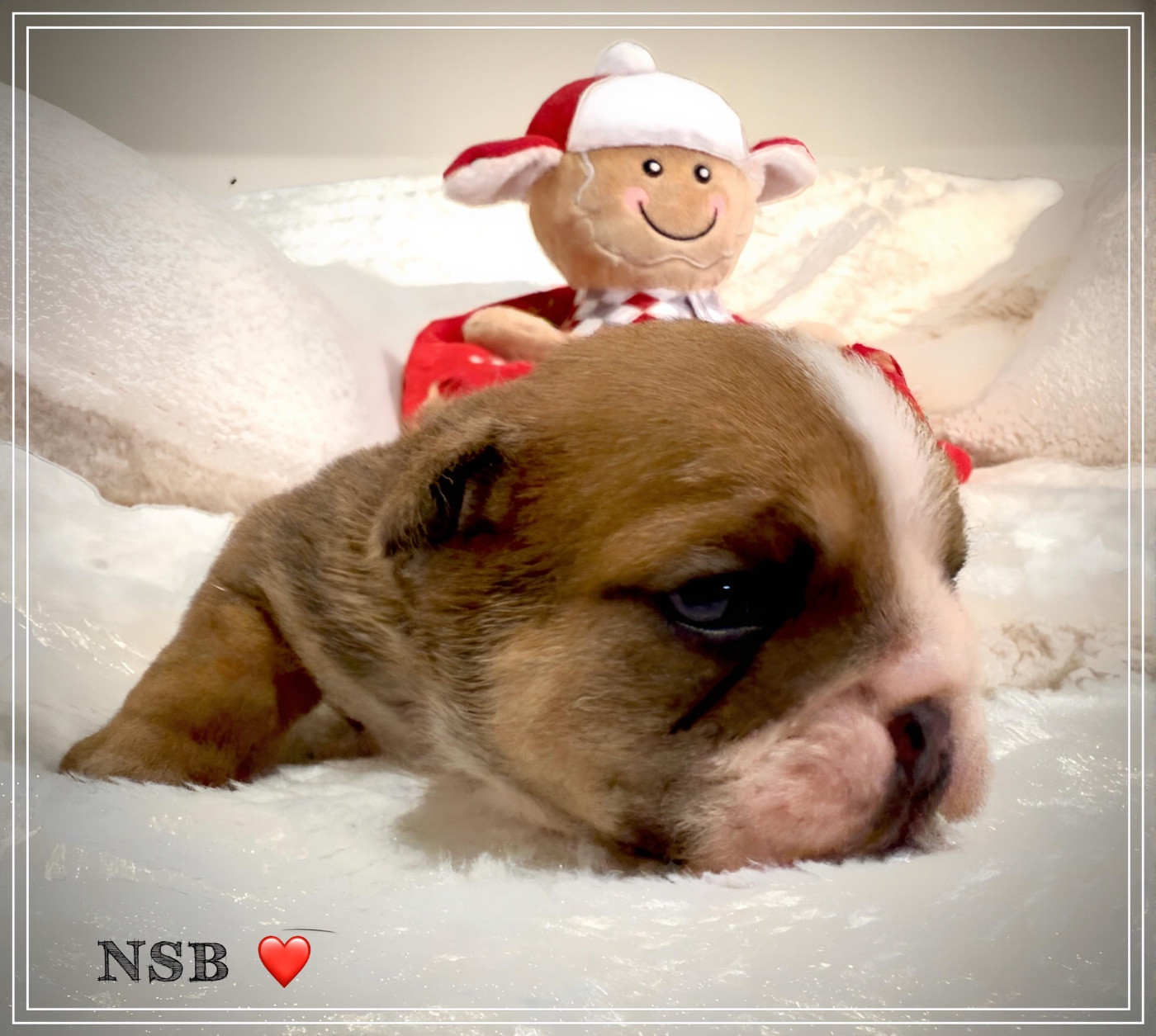 Nation Strong Bull - Chiots disponibles - Bulldog Anglais