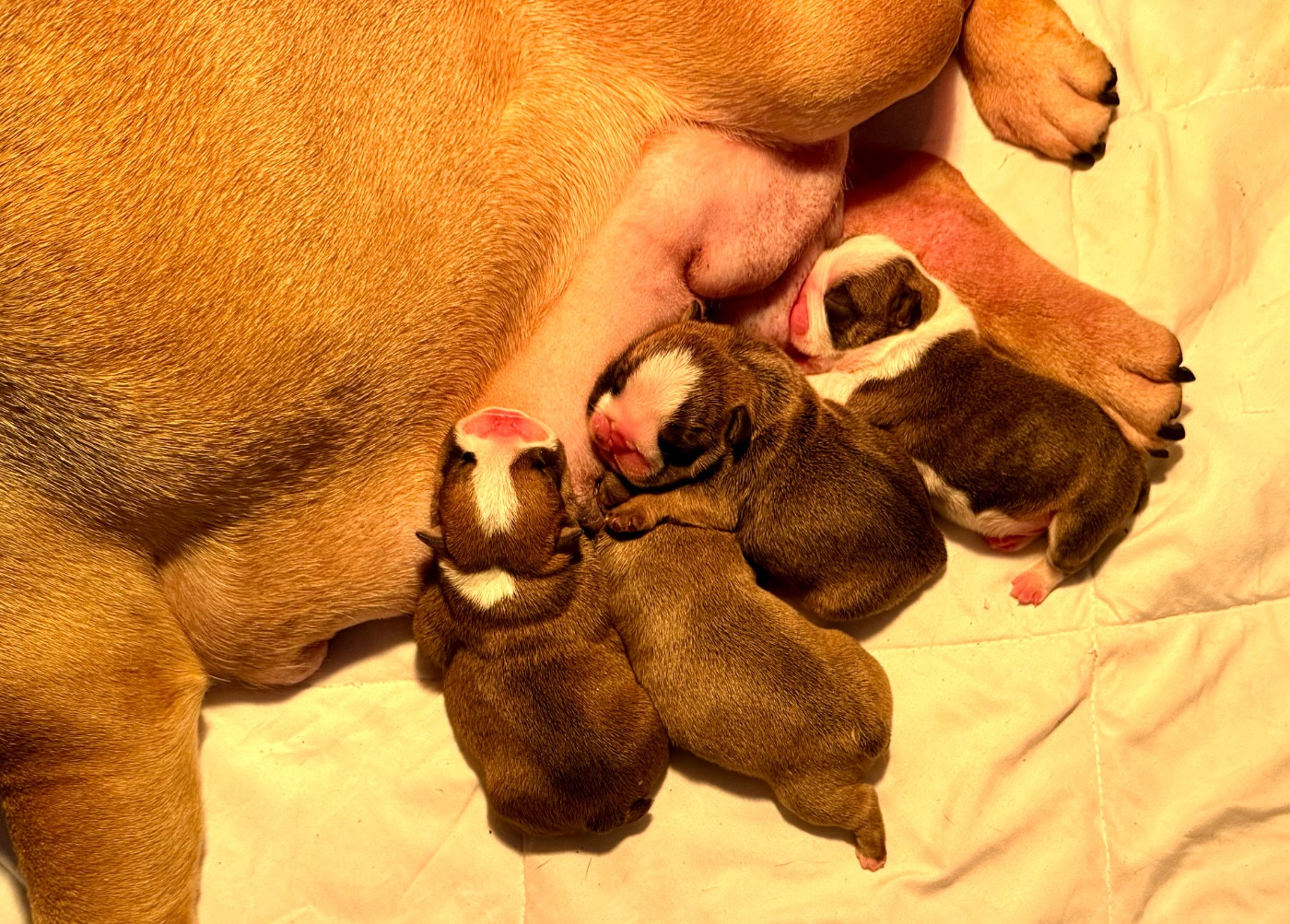 Nation Strong Bull - Bulldog Anglais - Portée née le 06/11/2025