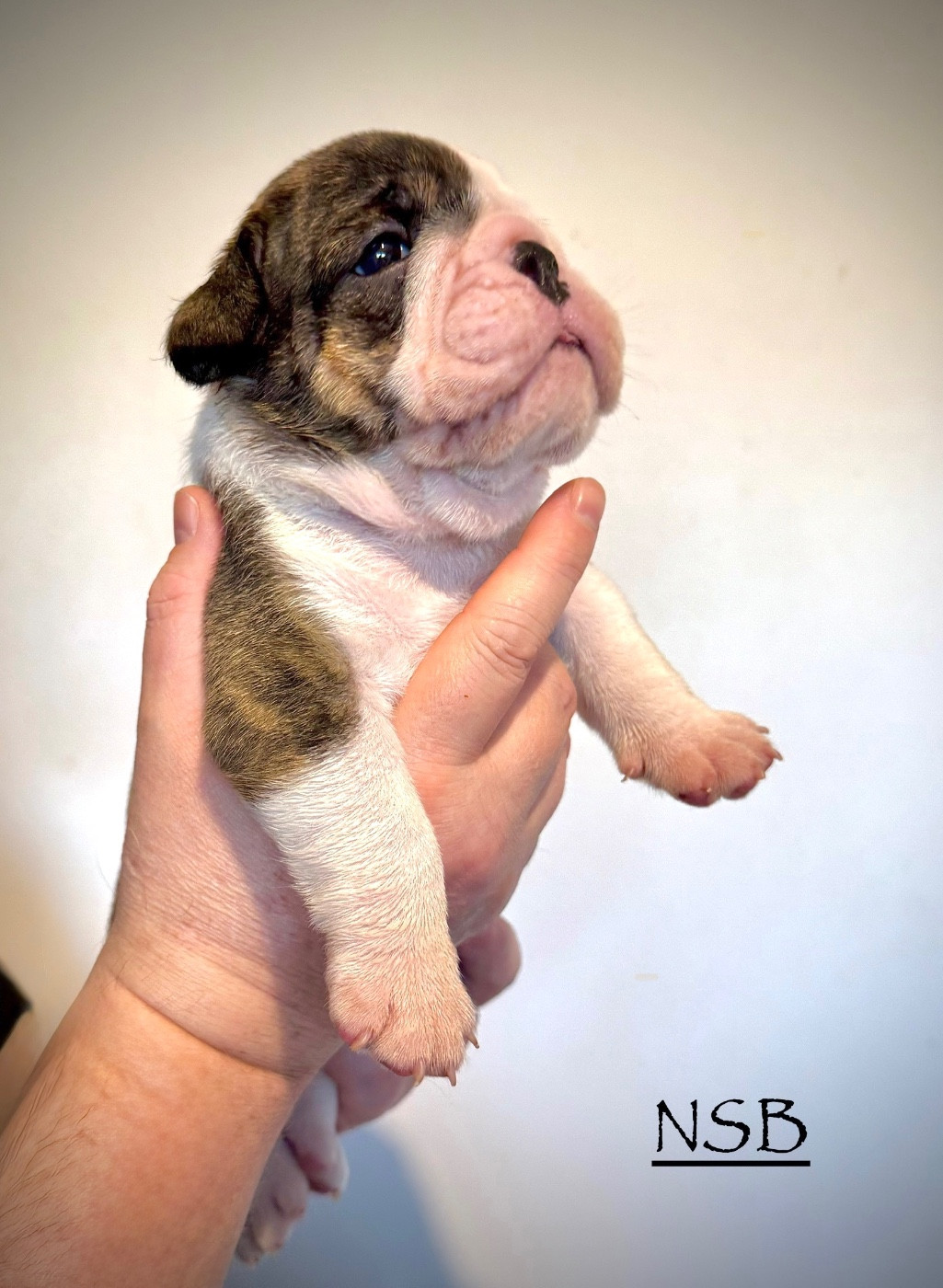 Nation Strong Bull - Chiots disponibles - Bulldog Anglais