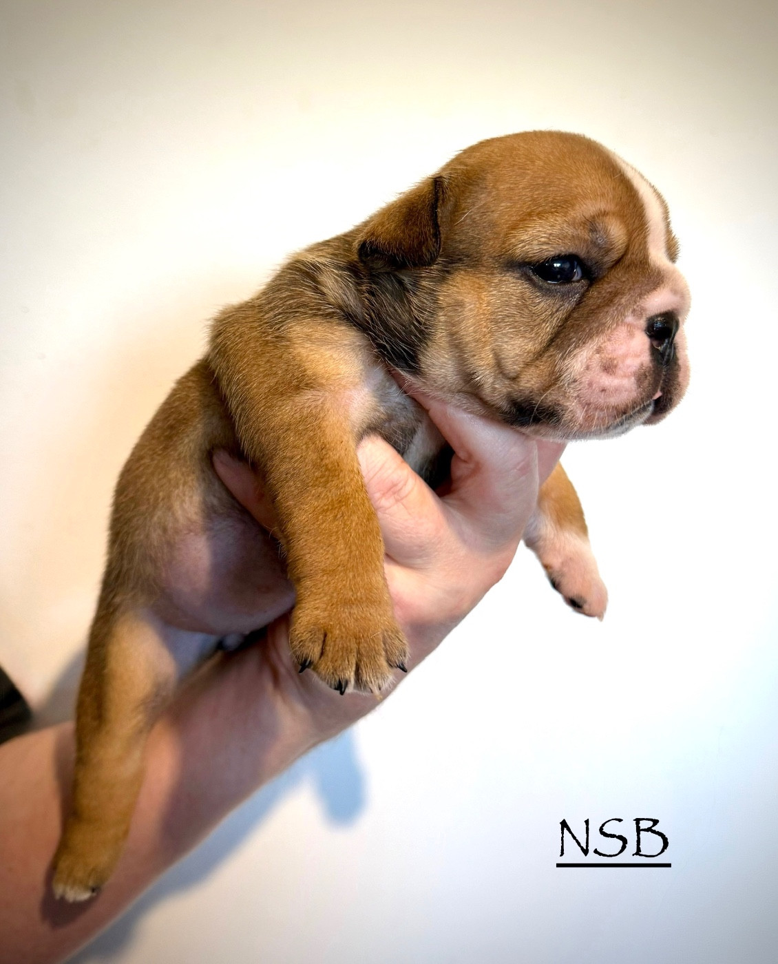 Nation Strong Bull - Chiots disponibles - Bulldog Anglais