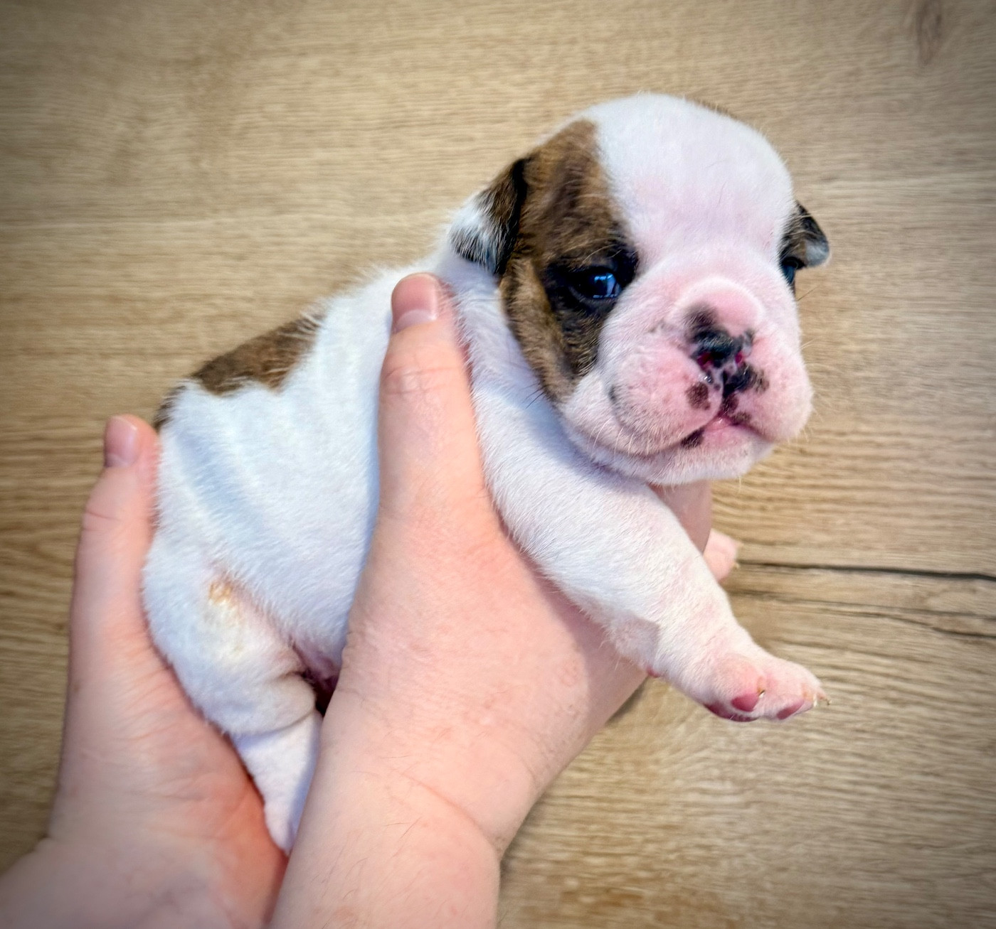 Nation Strong Bull - Chiots disponibles - Bulldog Anglais