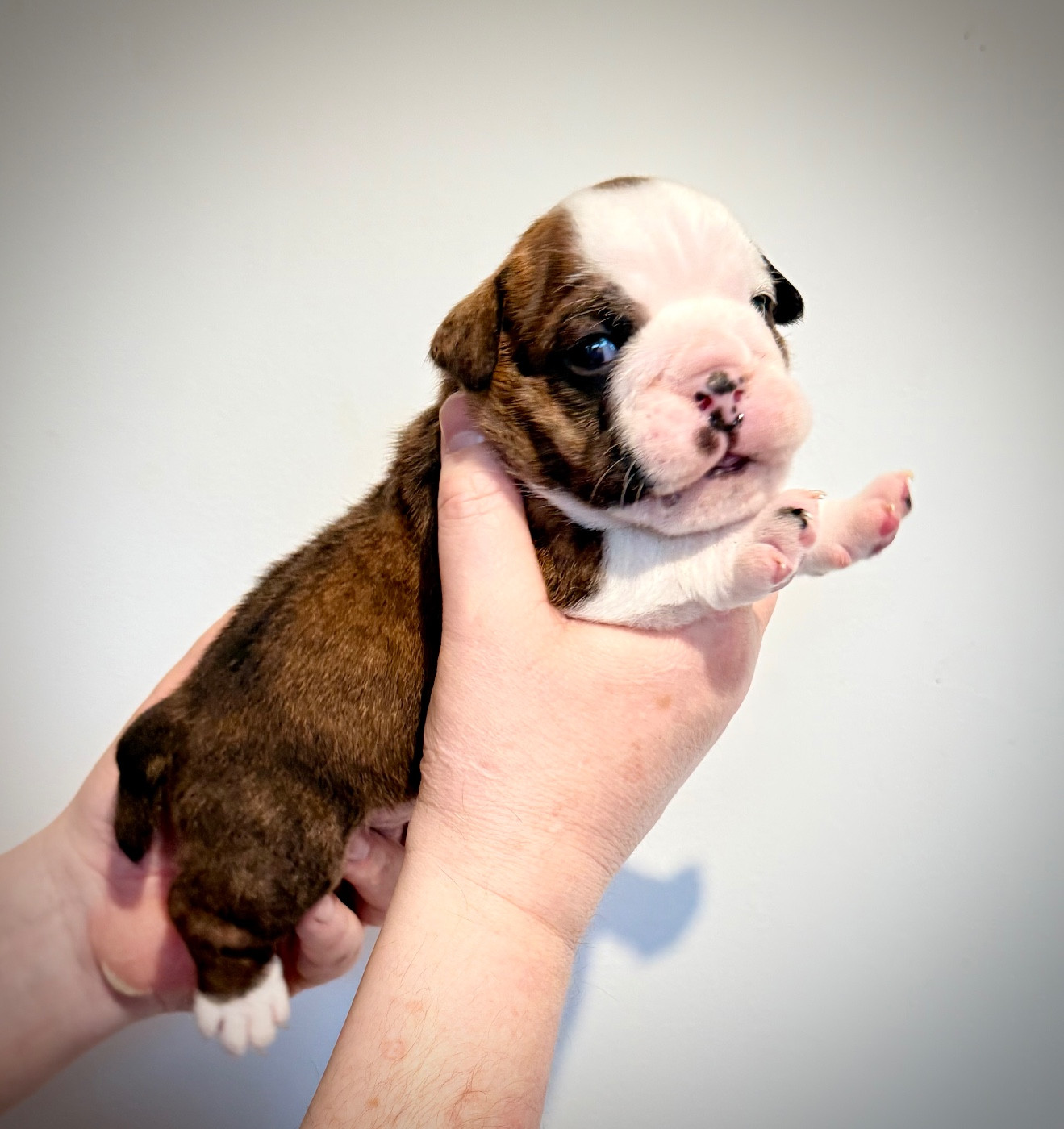 Nation Strong Bull - Chiots disponibles - Bulldog Anglais