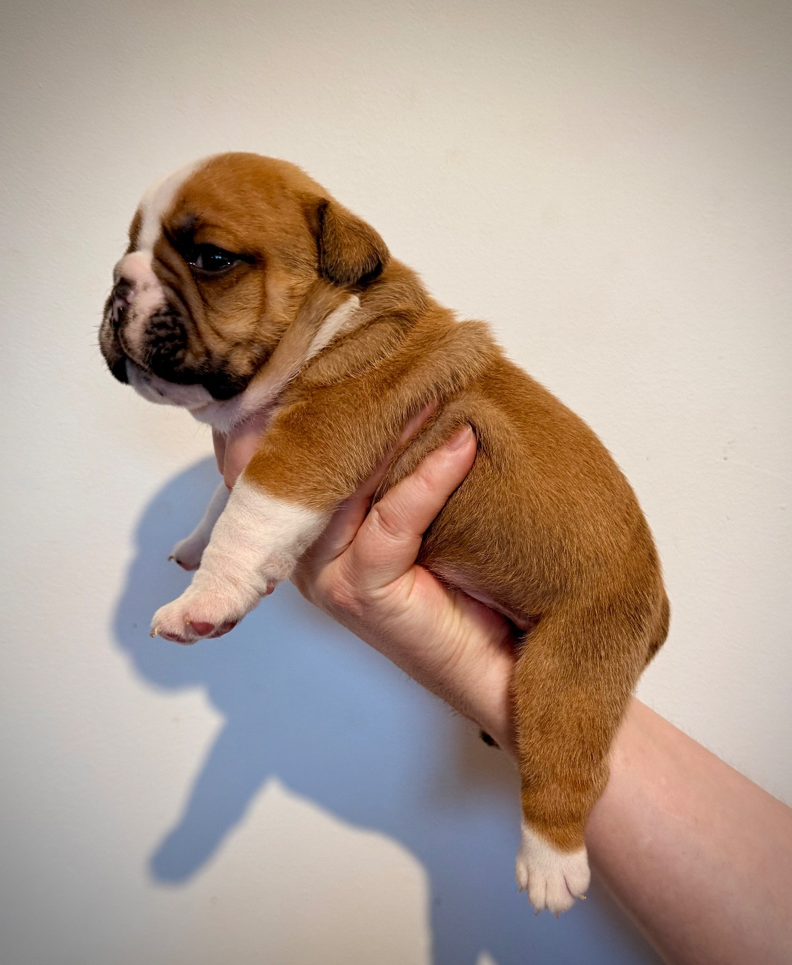 Nation Strong Bull - Chiots disponibles - Bulldog Anglais