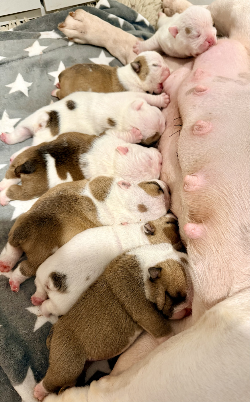 Chiot Bulldog Anglais Nation Strong Bull