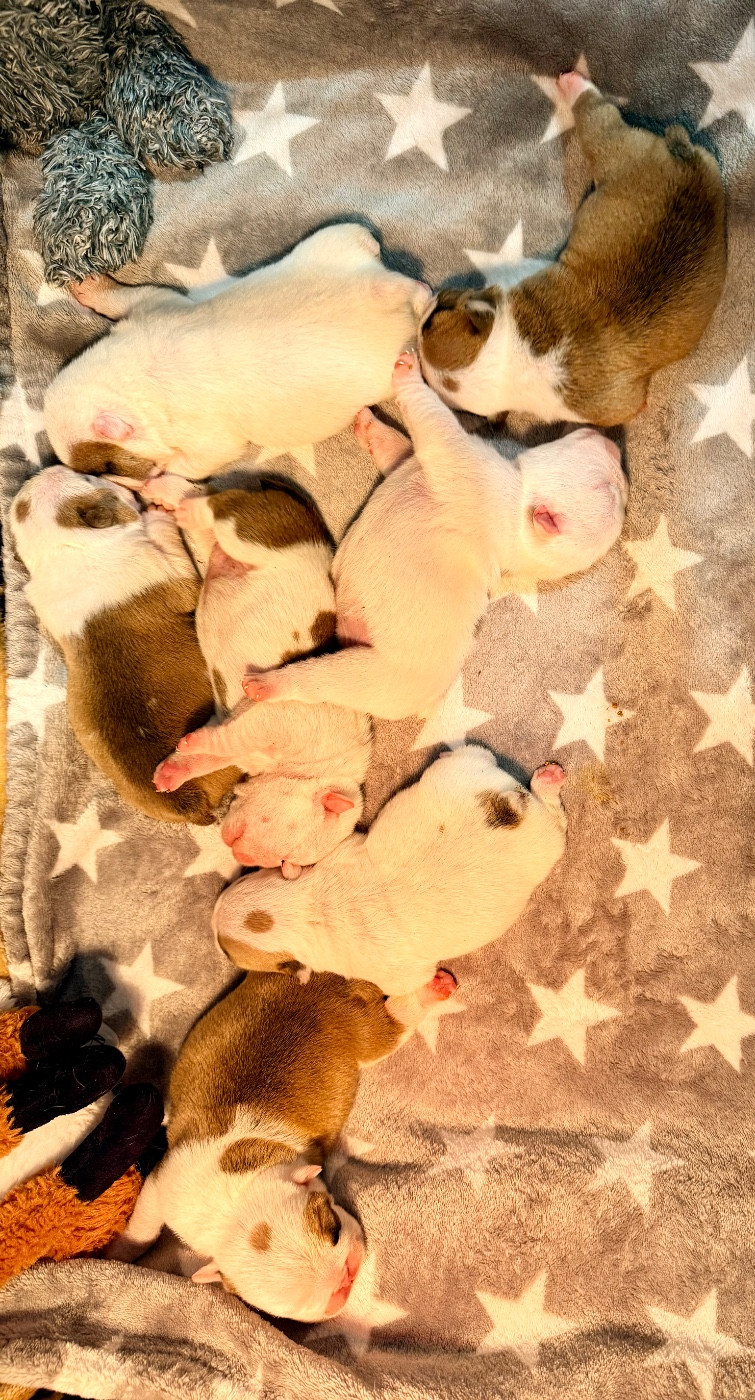 Nation Strong Bull - Chiots disponibles - Bulldog Anglais