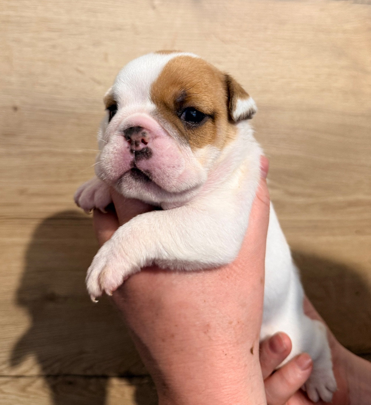 Nation Strong Bull - Chiots disponibles - Bulldog Anglais