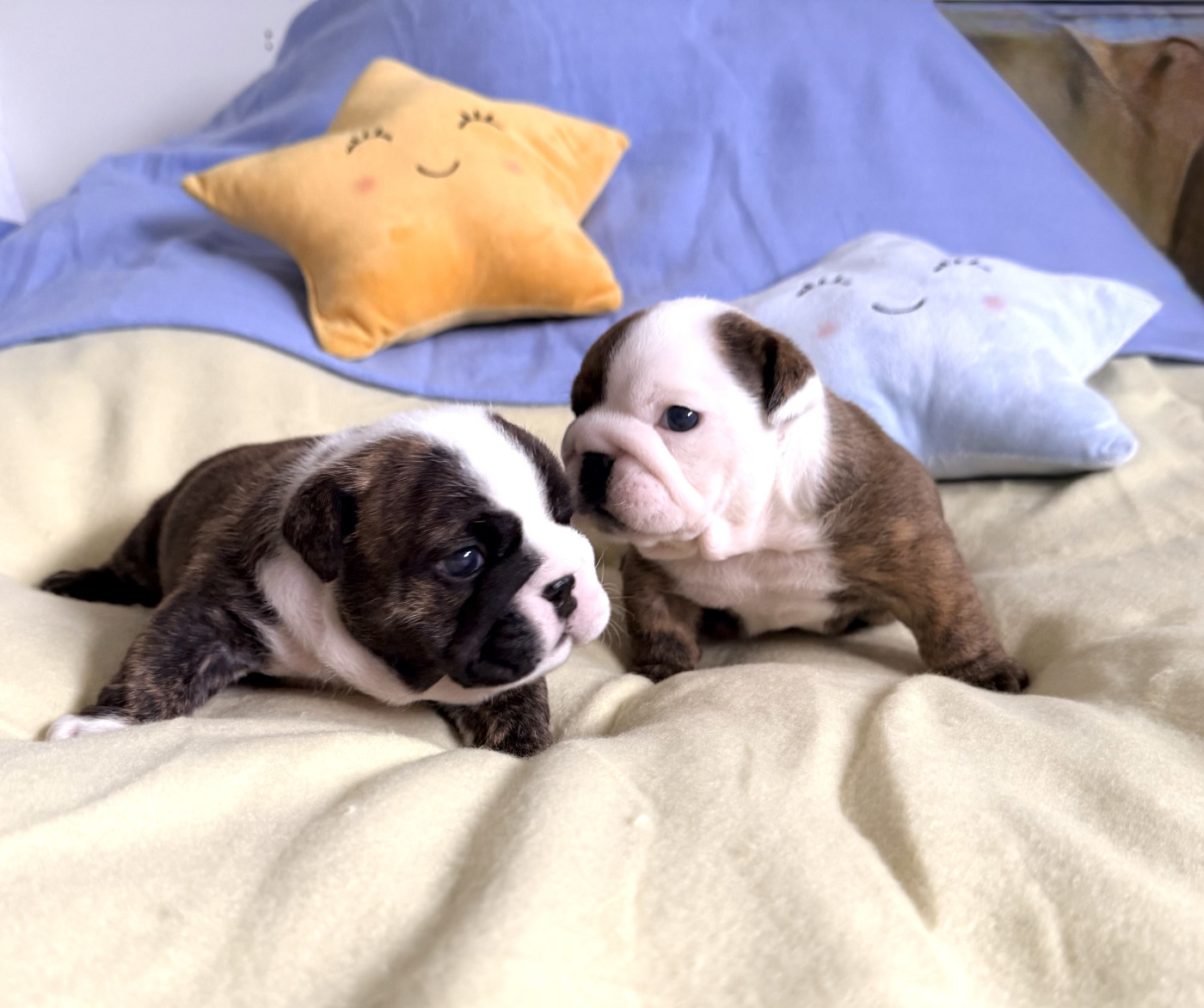 Chiot Bulldog Anglais Nation Strong Bull
