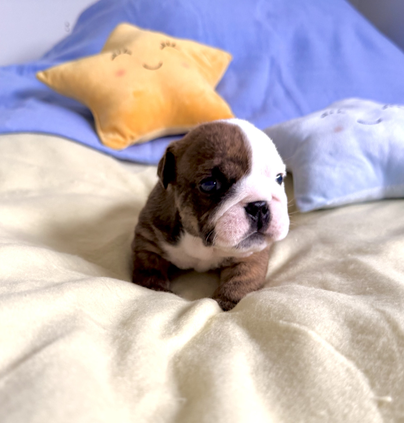 Nation Strong Bull - Chiots disponibles - Bulldog Anglais