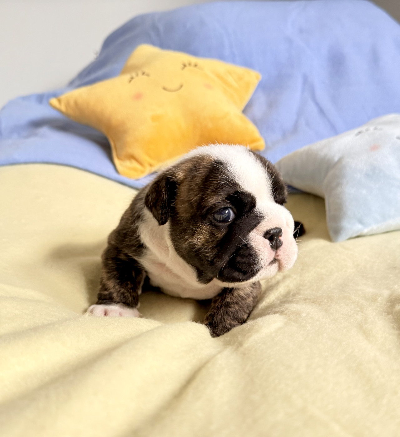 Nation Strong Bull - Chiots disponibles - Bulldog Anglais