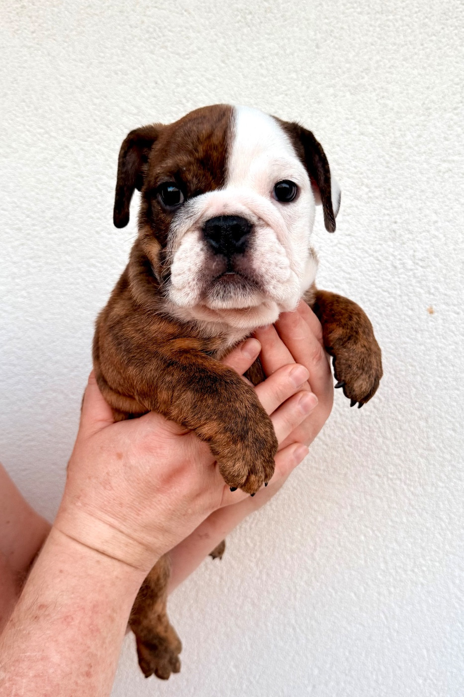 Nation Strong Bull - Chiots disponibles - Bulldog Anglais