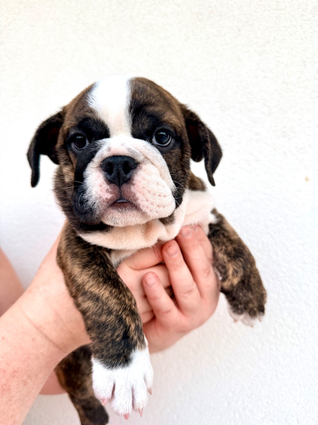 Nation Strong Bull - Chiots disponibles - Bulldog Anglais