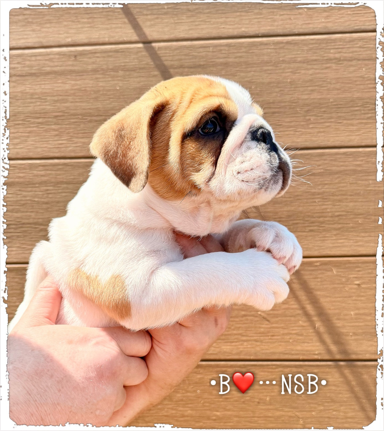 Nation Strong Bull - Chiots disponibles - Bulldog Anglais