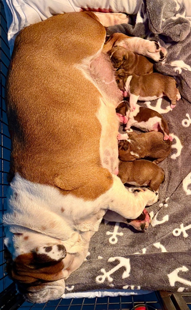 Chiot Bulldog Anglais Nation Strong Bull