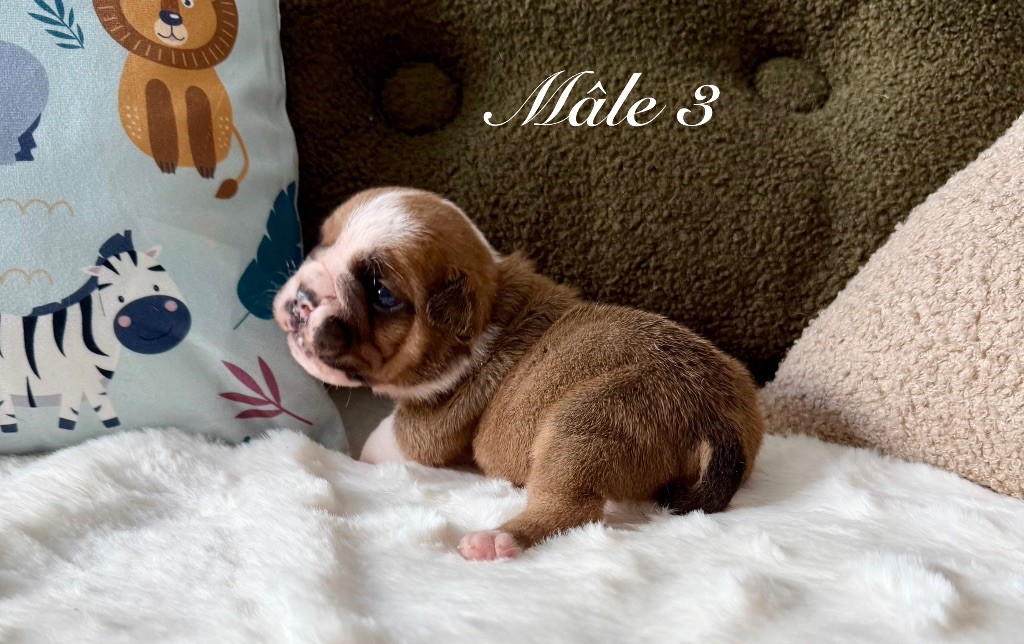 Nation Strong Bull - Chiots disponibles - Bulldog Anglais