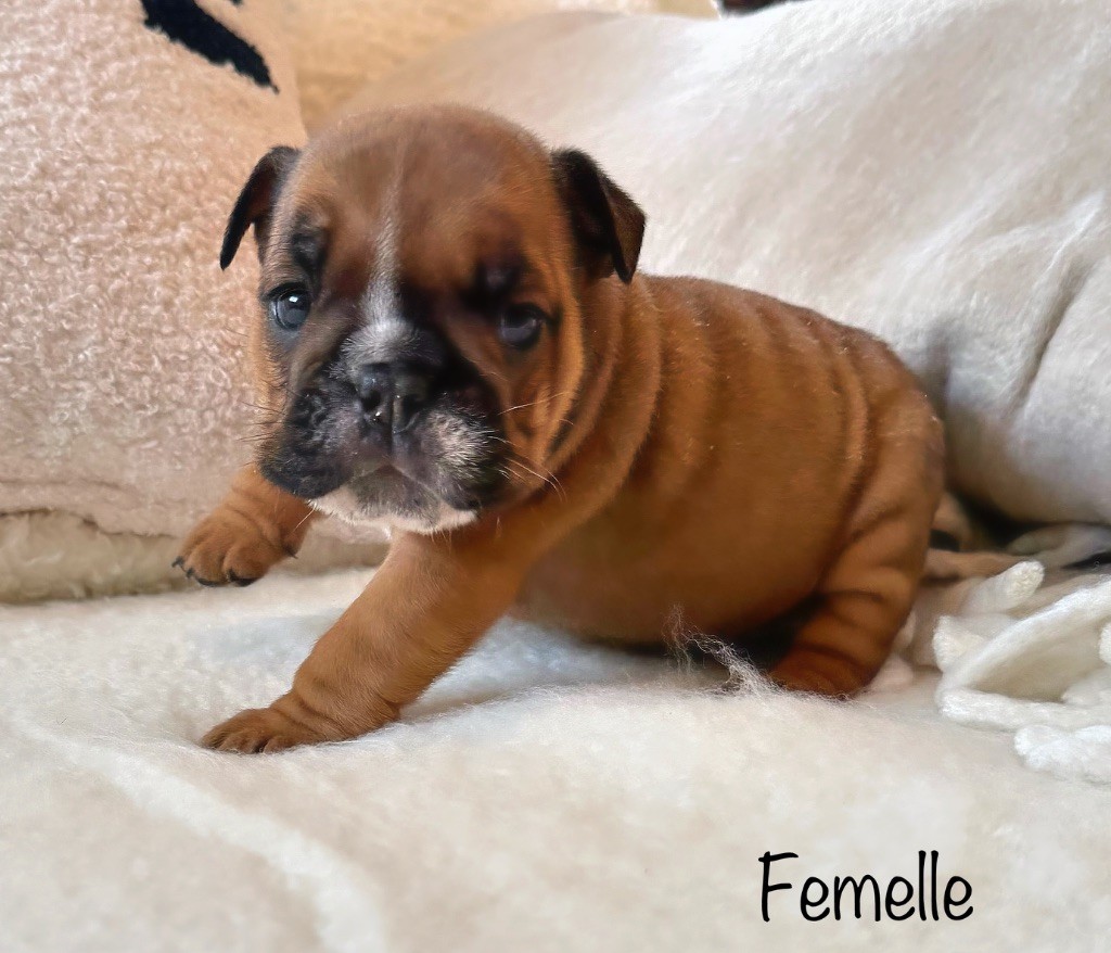 Nation Strong Bull - Chiots disponibles - Bulldog Anglais