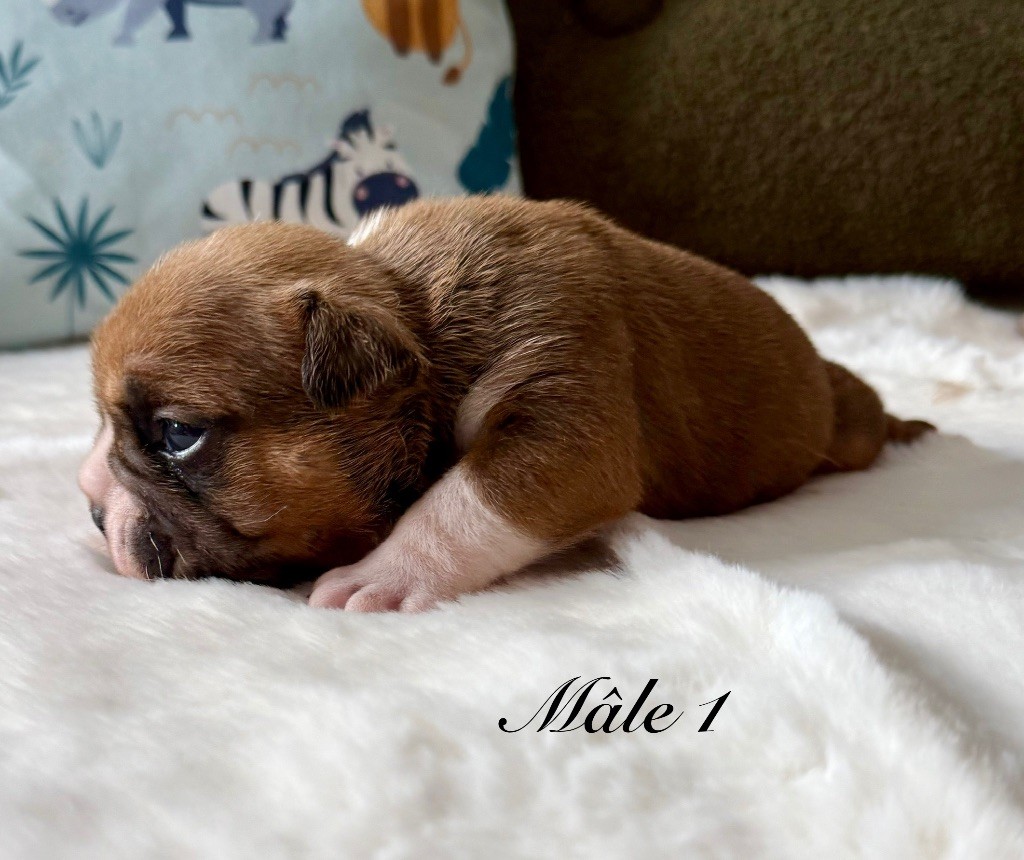 Nation Strong Bull - Chiots disponibles - Bulldog Anglais