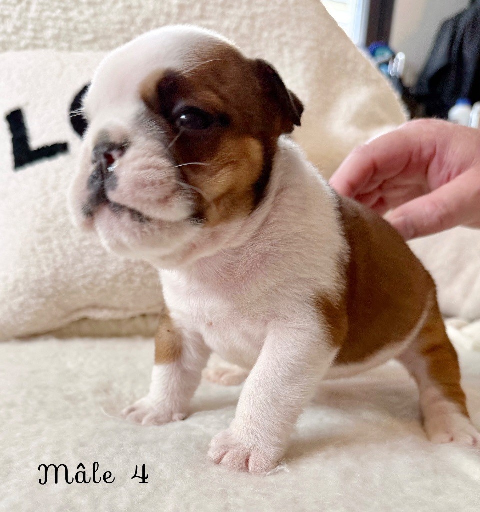 Nation Strong Bull - Chiots disponibles - Bulldog Anglais