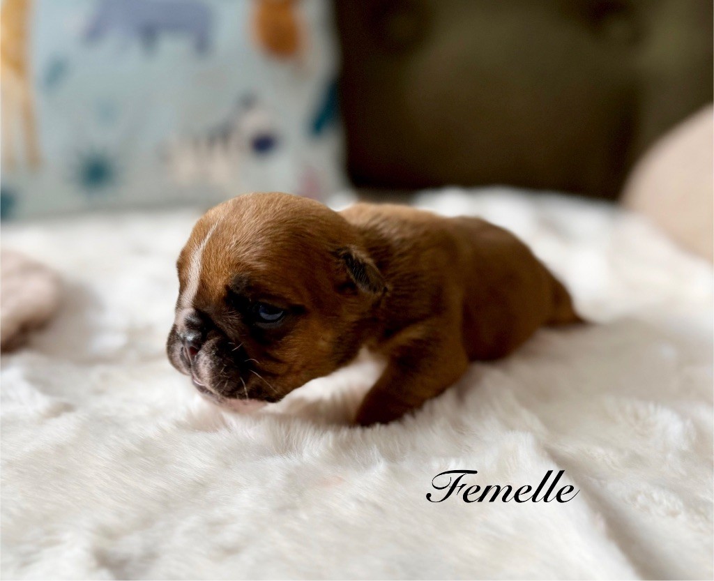 Nation Strong Bull - Chiots disponibles - Bulldog Anglais