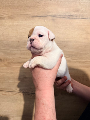 Chiot N°2