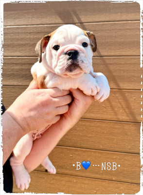 Chiot N°1