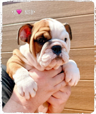 Chiot N°3