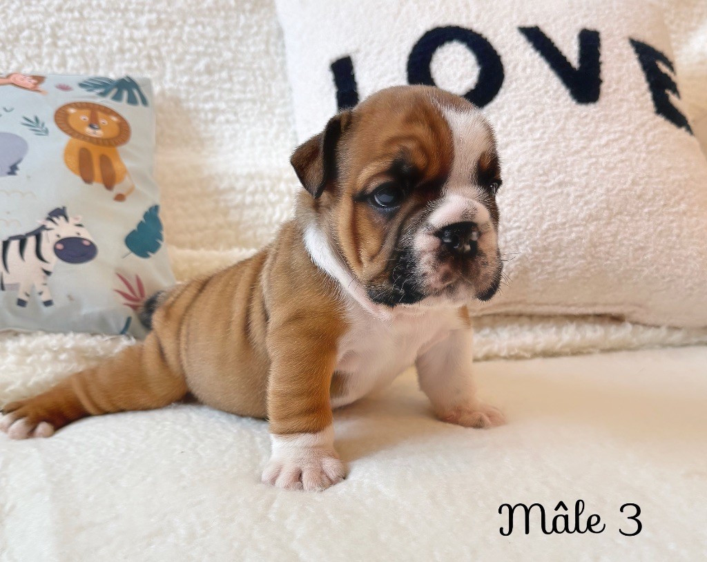 Nation Strong Bull - Chiots disponibles - Bulldog Anglais