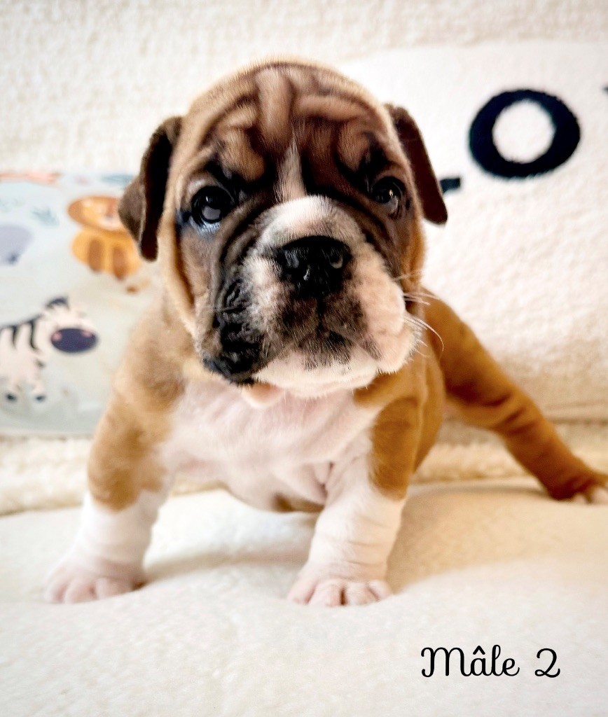 Nation Strong Bull - Chiots disponibles - Bulldog Anglais